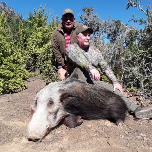 Bushpig Hunt South Africa