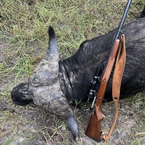 Buffalo Hunt Bwabwata Namibia