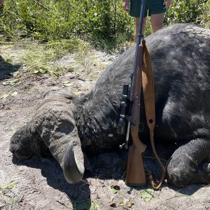 Buffalo Hunt Bwabwata Namibia