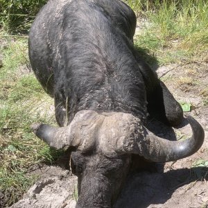 Buffalo Hunt Bwabwata Namibia