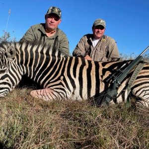 Zebra Hunting South Africa