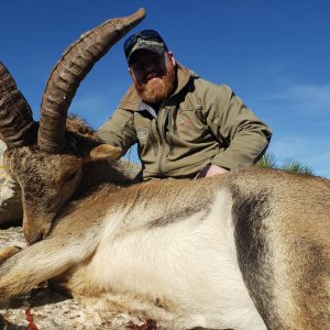 Ibex Hunting Spain