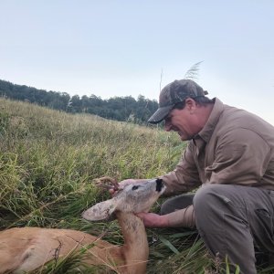 Roe Deer Hunting Romania