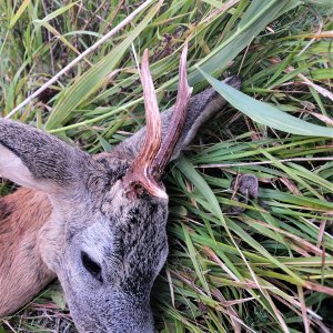 Roe Deer Hunting Romania