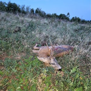 Roe Deer Hunting Romania