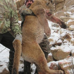 Mountain Lion Hunt