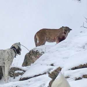 Mountain Lion Hunt