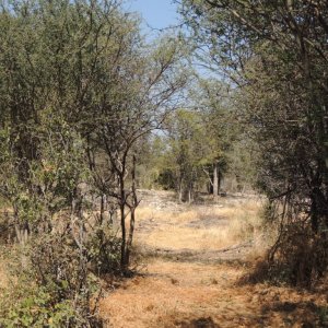 Leopard Blind Namibia