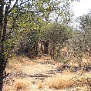 Leopard Bait Namibia