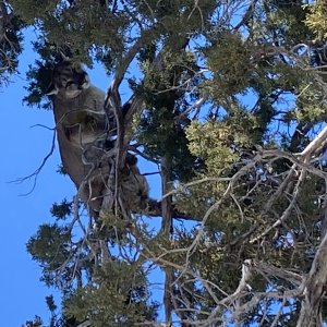 Colorado Lion