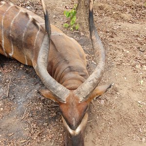 Bongo Hunting Central African Republic