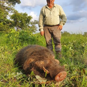 Giant Forest Hog Hunting Central African Republic