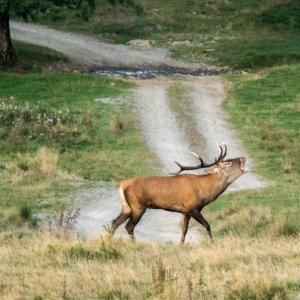 Red Stag Romania