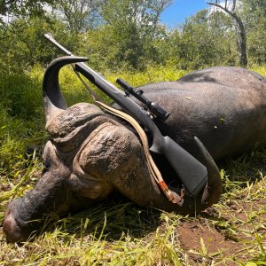 Buffalo Hunting South Africa