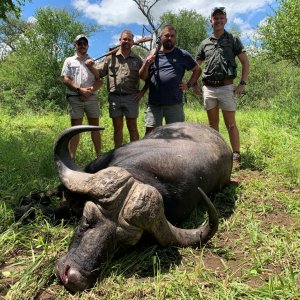 Buffalo Hunting South Africa