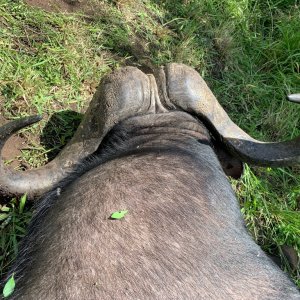 Buffalo Hunting South Africa