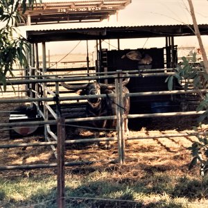 Water Buffalo Australia