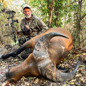 Western Buffalo Bow Hunting Cameroon