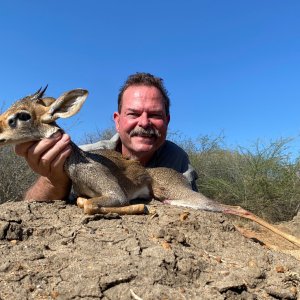 Large Snouted / Kenyan Guenthers Dik Dik Hunt Uganda