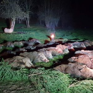 Driven Boar Hunt Czech Republic