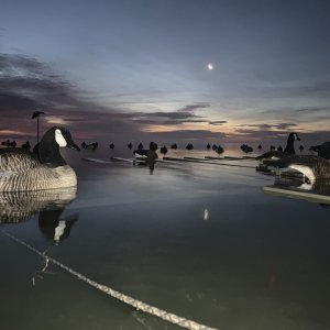 North Carolina Waterfowl