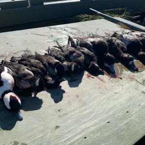 Hunting Bluebills