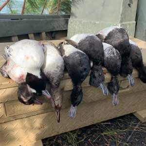 Bluebills, Buffleheads & Merganser Hunt