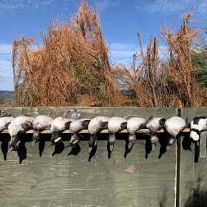 Buffleheads Hunting