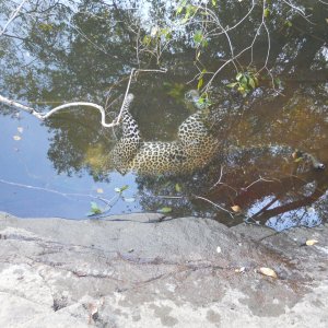 Leopard Hunting Mozambique