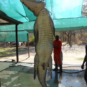 Crocodile Hunt Mozambique