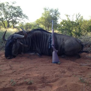 Blue Wildebeest Hunt