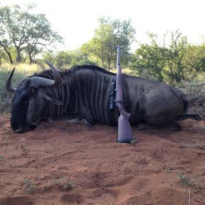 Blue Wildebeest Hunt South Africa