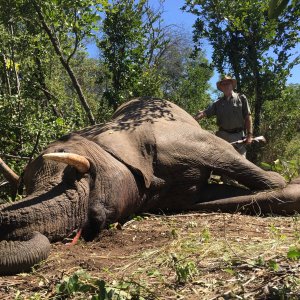 Elephant Hunt Matetsi Zimbabwe