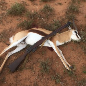 Hunting Springbok