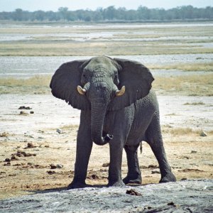 "An old elephant bull in a threatening pose in front of a heat-shimmering salt pan"-Kai Uwe Denker-Nyae Nyae Conservancy, Namibia