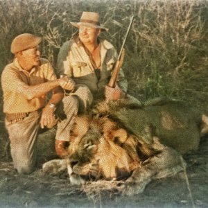 Dup Du Plessis with the lion that Dennis had to shoot after he missed his shot.-Botswana