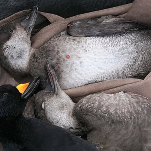 Black Scoter Hunt