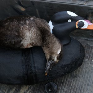 Surf Scoter Hunting