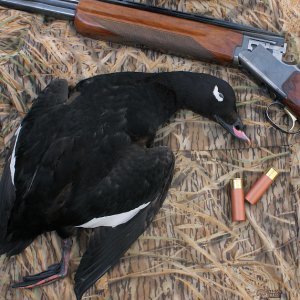 White-winged Scoter Hunting