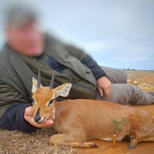 Steenbok Hunting South Africa