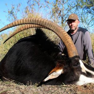 Sable Hunting South Africa