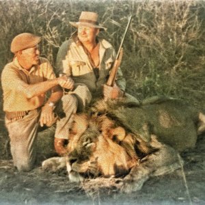 Botswana Lion Hunt