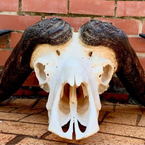 39.5 Buffalo Skull