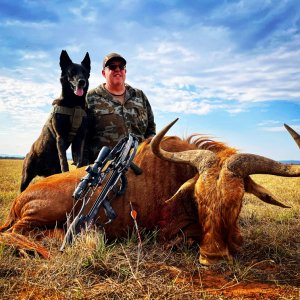 Golden Wildebeest Crossbow Hunt South Africa