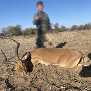 Impala Hunting South Africa