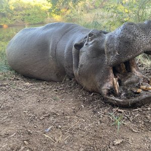 Hippo Hunting South Africa