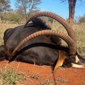 Sable Hunting South Africa