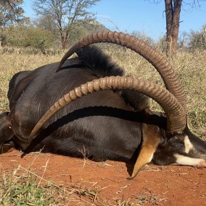 Sable Hunting South Africa