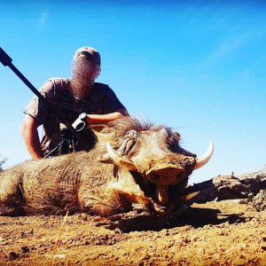 Warthog Hunting South Africa