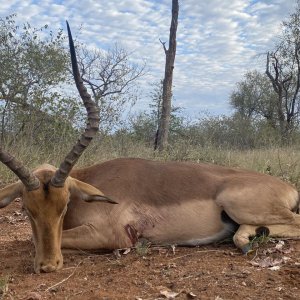 Impala Hunting South Africa